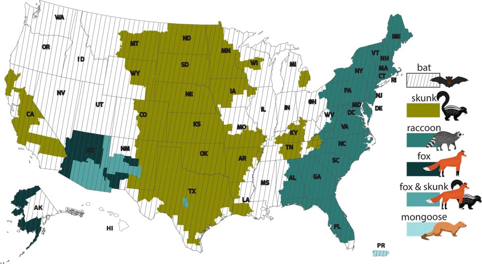 vs-rabies-infographic1 Bats with rabies have been found in every state except for Hawaii. Skunks with rabies have been found in parts of California, the Midwest, Texas, Kentucky, Virginia, North Carolina, and Tennessee. Raccoons with rabies have been found in the South and Eastern states. Foxes with rabies have been found in Alaska, Arizona, and New Mexico. Foxes and skunks with rabies have been found in Arizona, New Mexico, and Texas. Mongoose with rabies have been found in Puerto Rico.