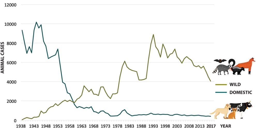 vs-rabies-infographic1 Then %26 Now: Changes in Rabid Animals Reported - In 1938, most cases of rabid animals reported were domestic (9,321) and some were wild (44). Since then, the numbers have reversed. In 2017, 399 cases of rabid animals reported were domestic and 4,055 were wild.