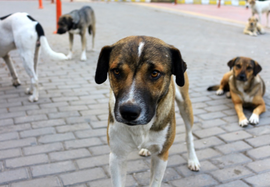 six stray dogs