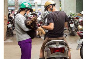 Rabies in Vietnam Public health workers in Vietnam use motorcycles to travel around the city and vaccinate dogs.
