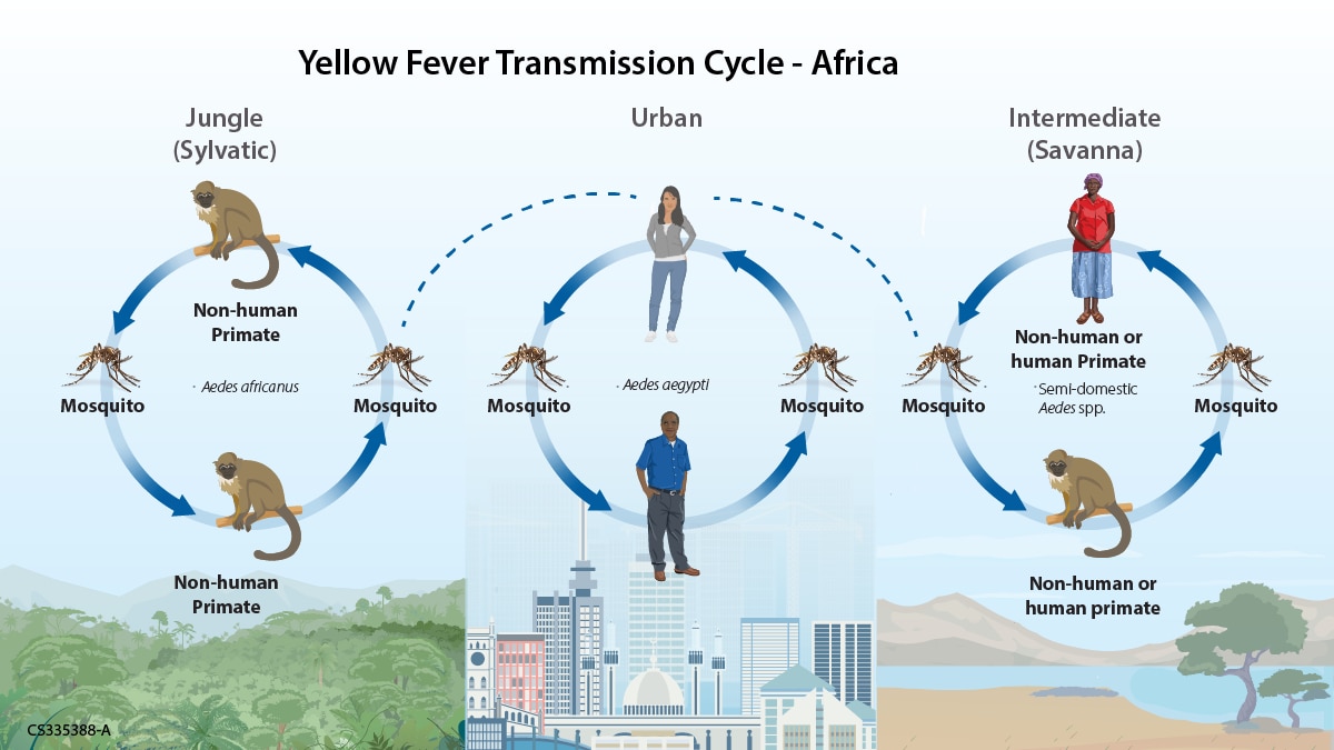 Image of yellow fever transmission cycle in an African setting. A mosquito and a non-human primate are shown on opposite sides of a circle with arrows connecting them to represent how yellow fever cycles between mosquitoes and animals in the jungle setting. A dashed line connects the circle to another circle in which the arrows connect a mosquito and a human demonstrating how yellow fever spreads in a city setting. Another dashed line connects the human to a third circle, in which the arrows connect mosquitoes, a human, and a non-human primate to show how yellow fever spreads in a savanna setting. The background of the first circle is a jungle landscape, the second is an urban city, and the third is a savanna.