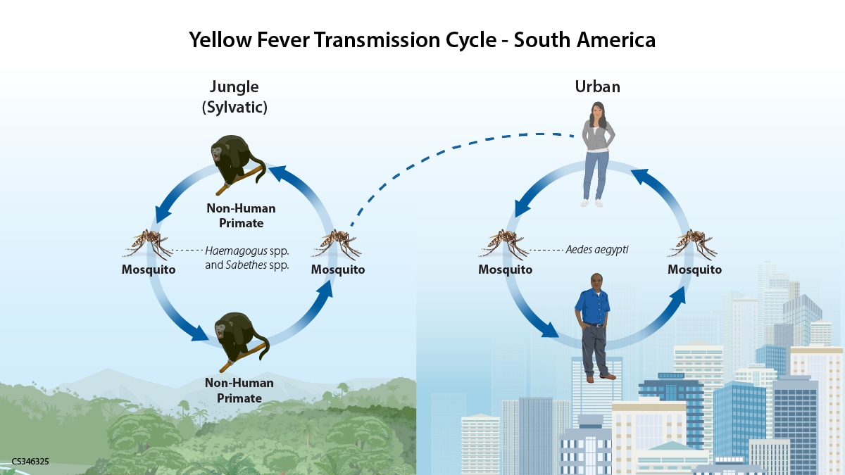 Image of yellow fever transmission cycle in a South American setting. A mosquito and a non-human primate are shown on opposite sides of a circle with arrows connecting them to represent how yellow fever cycles between mosquitoes and animals in the jungle setting. A dashed line connects the circle to another circle in which the arrows connect a mosquito and a human to show how yellow fever spreads in a city setting. The background of the first circle is a jungle landscape and the second is an urban city.