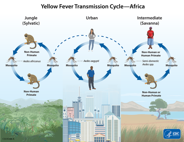 335388_YellowFever-Transmission-Africa-01 Image of yellow fever transmission cycle in an African setting. A mosquito and a non-human primate are shown on opposite sides of a circle with arrows connecting them to represent how yellow fever cycles between mosquitoes and animals in the jungle setting. A dashed line connects the circle to another circle in which the arrows connect a mosquito and a human demonstrating how yellow fever spreads in a city setting. Another dashed line connects the human to a third circle, in which the arrows connect mosquitoes, a human, and a non-human primate to show how yellow fever spreads in a savanna setting. The background of the first circle is a jungle landscape, the second is an urban city, and the third is a savanna.