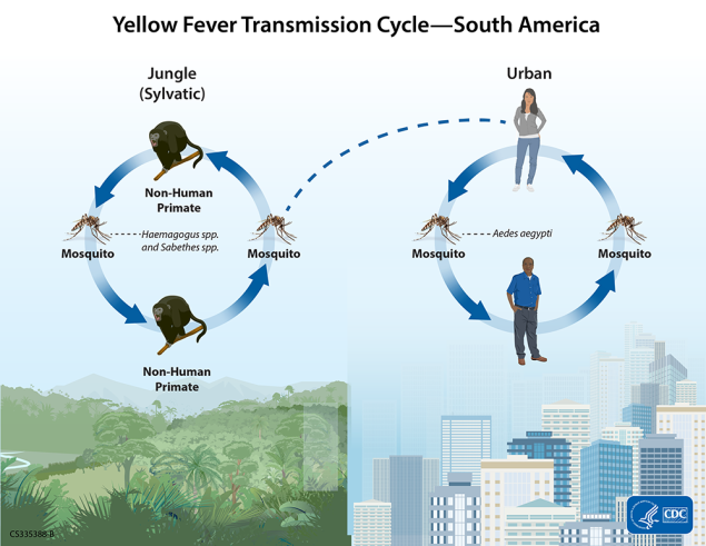 335388_YellowFever-Transmission-SouthAmerica-01 Image of yellow fever transmission cycle in a South American setting. A mosquito and a non-human primate are shown on opposite sides of a circle with arrows connecting them to represent how yellow fever cycles between mosquitoes and animals in the jungle setting. A dashed line connects the circle to another circle in which the arrows connect a mosquito and a human to show how yellow fever spreads in a city setting. The background of the first circle is a jungle landscape and the second is an urban city.
