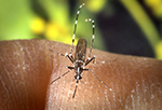 A_albo_phil_1864p_lores.jpg A female Aedes albopictus mosquito feeding on a human host