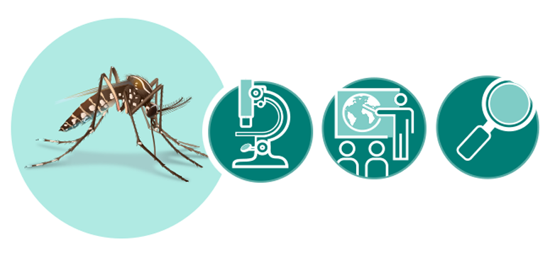 Image of mosquito