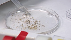 mosquito larvae collected from the field and being placed in petri dishes