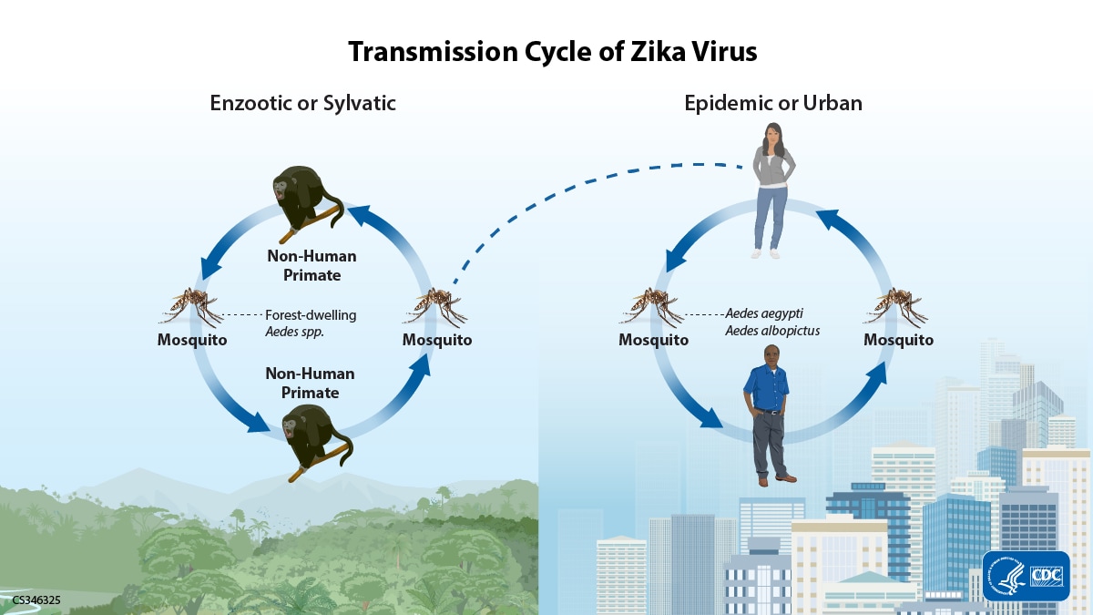 A graphic showing the two transmission cycles for Zika virus. The enzootic or sylvatic cycle where the virus is transmitted between forest dwelling mosquitoes and non-human primates and the epidemic or urban cycle where the virus circulates between Aedes species mosquitoes and humans. There is a line showing how the virus can move between the cycles.