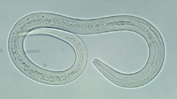 Filariform hookworm larva